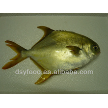 FROZEN GOLDEN POMFRET WHOLE ROUND